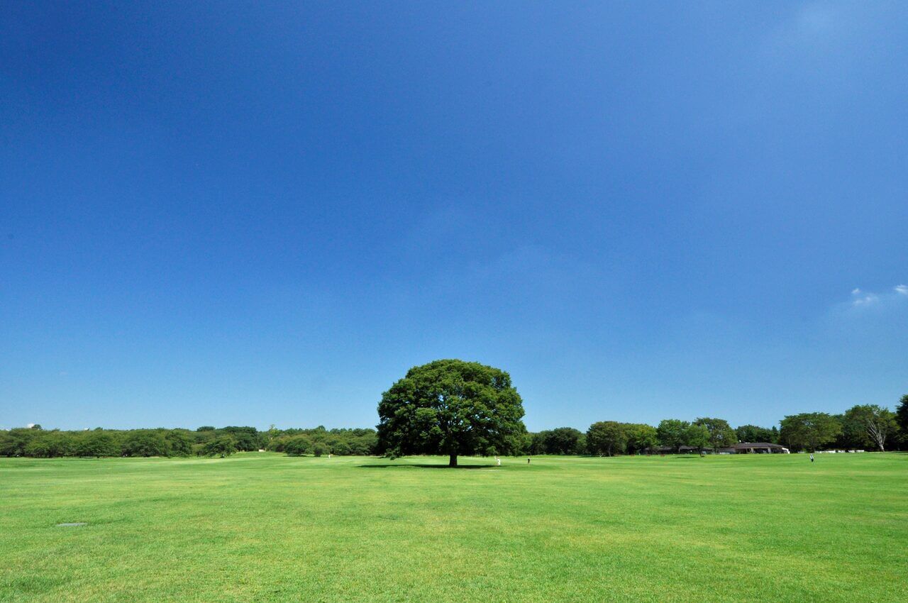 昭和記念公園を象徴する大ケヤキ